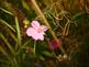 Wild flower in Bloom. Taken 9-17-09 Backyard by Peggy Driscoll.