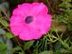 petunia in bloom. Taken 09-17-09 Backyard by Peggy Driscoll.