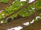 Squirrel in Tree. Taken 9-25-09 Backyard by Peggy Driscoll.