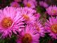 Asters in bloom. Taken 9-28-09 Backyard by Peggy Driscoll.