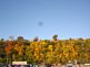 Trees changing color. Taken 10-18-09 HyVee parking lot in Dubuque by Peggy Driscoll.