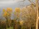 Fall Trees in Dubuque. Taken 10-20-09 Backyard by Peggy Driscoll.