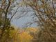 Fall Trees in Dubuque. Taken 10-20-09 Backyard by Peggy Driscoll.