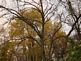 Fall Trees in Dubuque. Taken 10-20-09 Backyard by Peggy Driscoll.