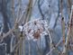 ice covered Japenese snowball bush. Taken 1-19-10 backyard by Peggy Driscoll.