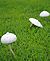 White Mushrooms. Taken Saturday, August 14th, 2010 On Rhomberg Avenue in front of Water Plant by Mary Severson.