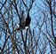 eagle in flight. Taken 3-3-10 frentress lake by Dave Fluhr.