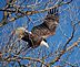 eagle . Taken March2010 frentress lake by david Fluhr.