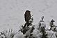 Sparrow contemplates first snow of season. Taken today__7/18/2012 in our backyard by Tom Edmonds.