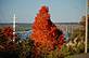 Colorful tree @ Murphy Park