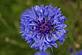 purple flower. Taken june 21, 2009 in my backyard by hannahk.
