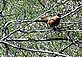 Pheasants forever!! A pheasant in my back yard, in a tree.(Closeup)