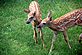 Fawns Twins?. Taken Spring '09 Home by Jack Linden