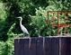 Heron. Taken June '09 On the river by Jack Linden.