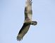 Turkey Vulture1. Taken 15 Sept  09 Eagle Point Park by Jack Linden