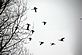 Geese ascending from corn field. Taken 12/4/10 Home by JackL.