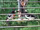 Grossbeaks on our feeder. Taken June 2010 Out our window by Debbie Horch.