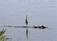 Turtles . Taken June 2012 online the Bike Path near river by  Joel Heer.