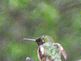 Hummingbird enjoying the day.. Taken 6-8-10 Backyard by Peggy Driscoll.