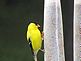 Finches eating feed. Taken 6-8-10 Backyard by Peggy Driscoll.