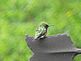 Hummingbird enjoying the day.. Taken 6-8-10 Backyard by Peggy Driscoll.