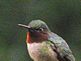 Hummingbird enjoying the day.. Taken 6-8-10 Backyard by Peggy Driscoll.