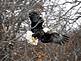 BALD EAGLE IN FLIGHT