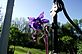 Columbine in Bloom. Taken 5-16-11 Backyard by Peggy Driscoll.