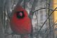 The Cardinal was watching me through the Kitchen window today on this Spring Morning.. Taken 3-30-11 Backyard by Peggy Driscoll.