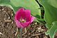 Tulip in bloom. Taken 5-10-11 Backyard by Peggy Driscoll.