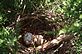 Cardinal Eggs nestled in the bush in the Spring. Taken 4-29-11 Backyard by Peggy Driscoll.