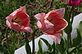 tulip in bloom. Taken 5-10-11 Backyard by Peggy Driscoll.