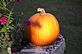 Pumpkin and flowers. Taken 10-1-10 Backyard by Peggy Driscoll.