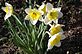 Daffodil in bloom. Taken 4-11-11 Backyard in Dubuque by Peggy Driscoll.