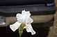 White Iris blooming. Taken 5-7-11 Backyard by Peggy Driscoll.