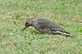 Woodpecker in backyard. Taken 9-18-10 Backyard by Peggy Driscoll.