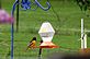 Oriole stops for a drink at the oriole feeder. Taken 5-13-11 Backyard by Peggy Driscoll.