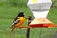 Oriole stops for a drink at the oriole feeder. Taken 5-13-11 Backyard by Peggy Driscoll.