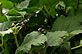 Japanese beetles on July 3rd. Taken 7-3-11 Backyard by Peggy Driscoll.