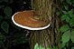 Fungus on Tree. Taken 7-8-11 Backyard by Peggy Driscoll.