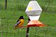 Oriole stops for a drink at the oriole feeder. Taken 5-13-11 Backyard by Peggy Driscoll.