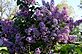 Lilac in Bloom. Taken 5-16-11 Backyard by Peggy Driscoll.