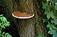 Fungus on Tree. Taken 7-8-11 Backyard by Peggy driscoll.