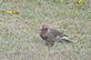 Woodpecker in backyard. Taken 9-18-10 Backyard by Peggy Driscoll.