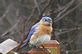 Blue Bird in the Rain. Taken 3-20-11 Backyard by Peggy Driscoll.