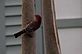 Bird feeding. Taken 5-22-11 Backyard by Peggy Driscoll.