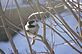 bird waiting for the bird feeder. Taken 1-4-11 Backyard by Peggy Driscoll.