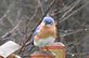 Blue Bird in the Rain. Taken 3-19-11 Backyard by Peggy Driscoll.