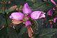 Turtle head plant in bloom. Taken 10-1-10 Backyard by Peggy Driscoll.