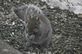 Squirrel eating birdseed. Taken 1-2-11 Backyard by Peggy Driscoll.